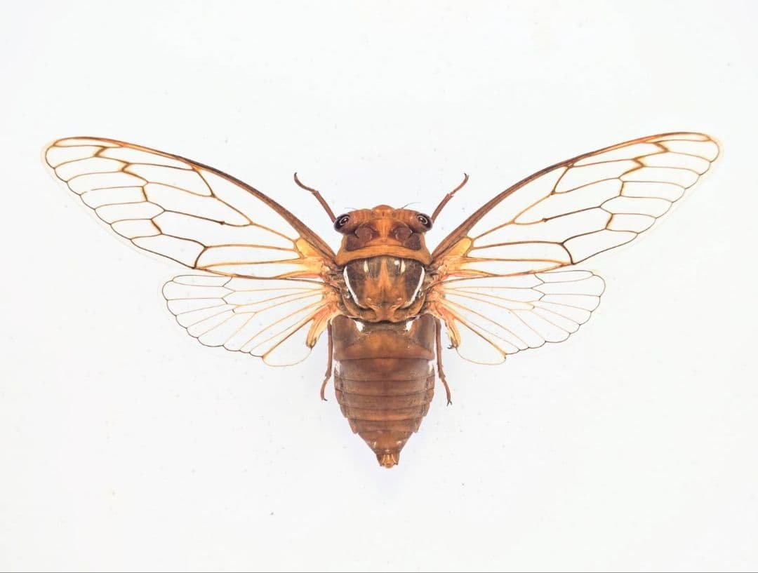 週末限定セール　昆虫標本　エチゴエゾゼミ