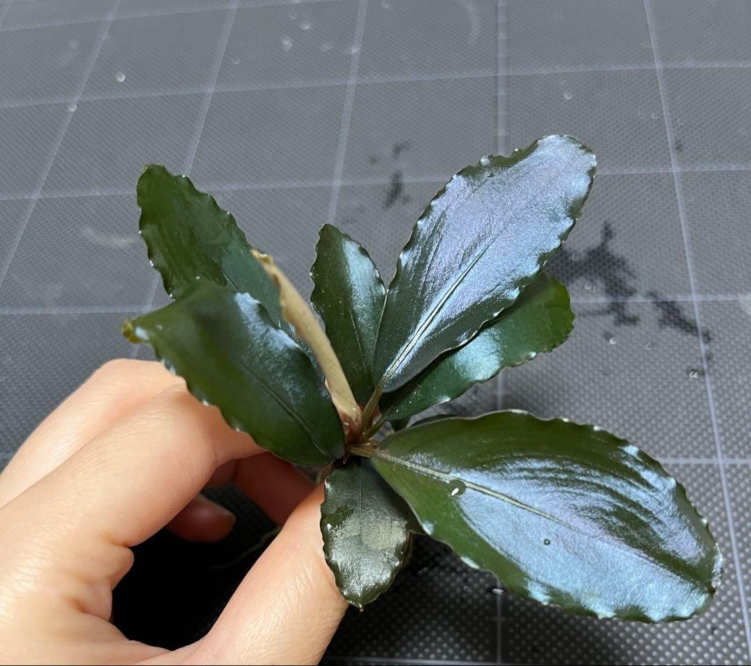 【山水苑タグ付き】Bucephalandra sp. \